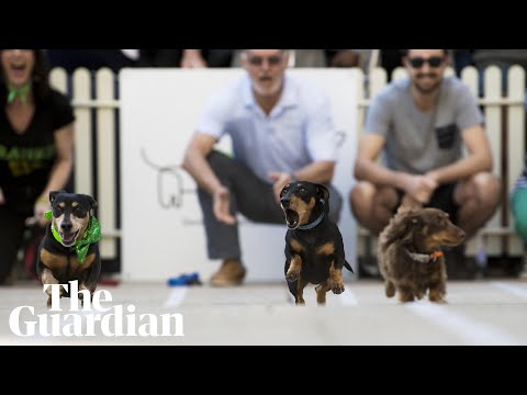 Sausage dogs unleashed in Running of the Wieners race